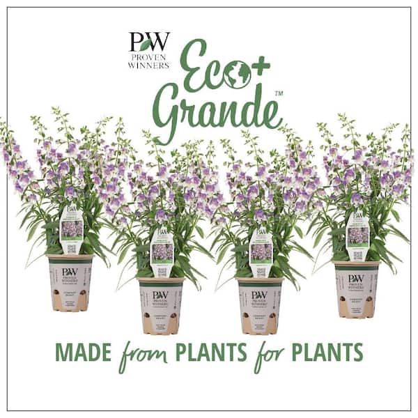 PROVEN WINNERS 4.25 in. Eco+Grande Angelface Wedgwood Blue Summer Snapdragon (Angelonia) Live Plants, Lavender and White Flowers 4-Pack