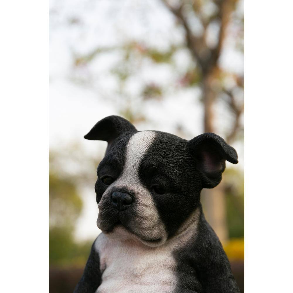 Sleepy Black and White Boston Terrier Puppy Polyresin Statue