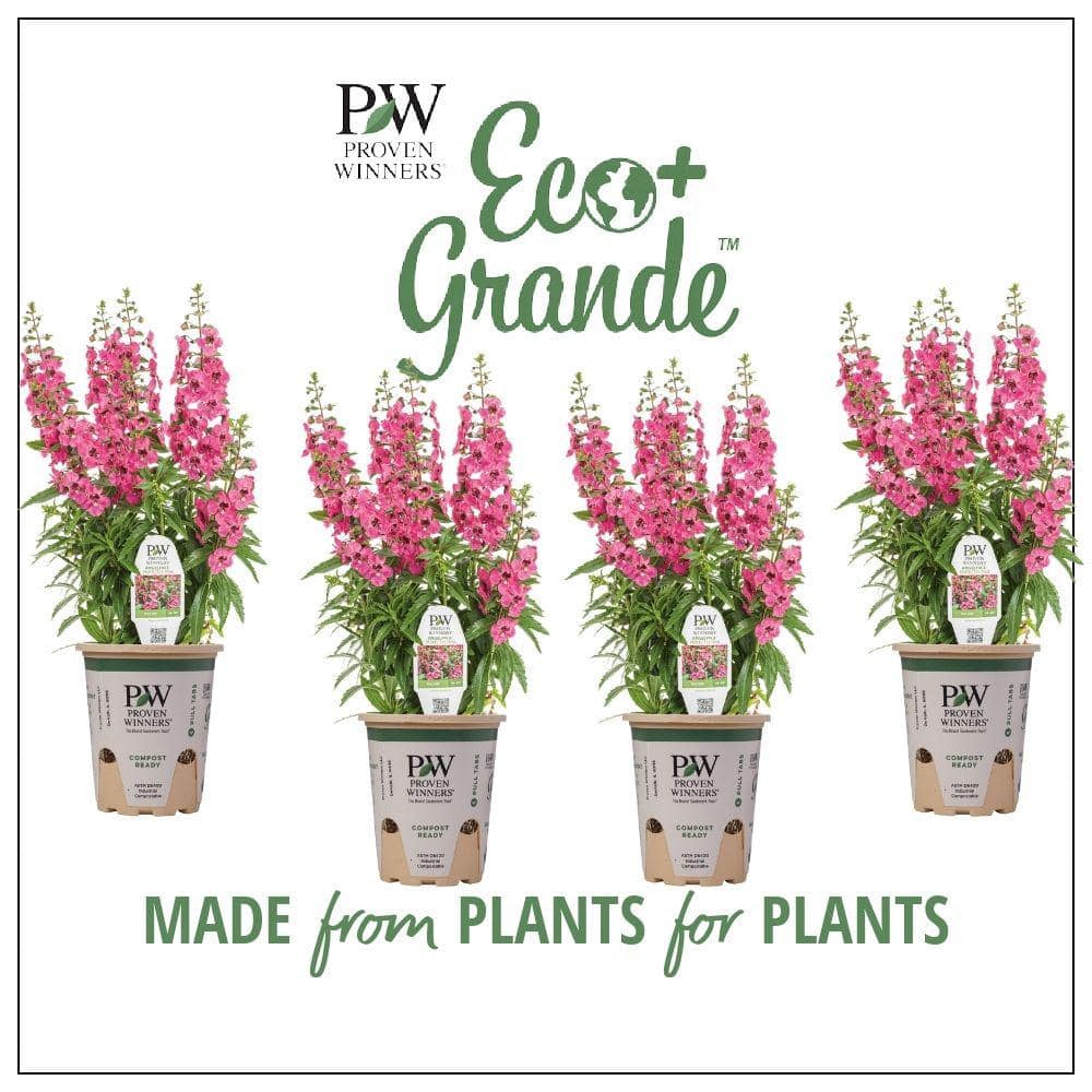 PROVEN WINNERS 4.25 in. Eco+Grande, Angelface Perfectly Pink