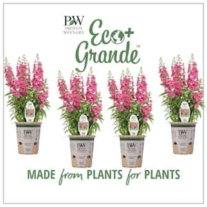 4.25 in. Eco+Grande, Angelface Perfectly Pink Summer Snapdragon