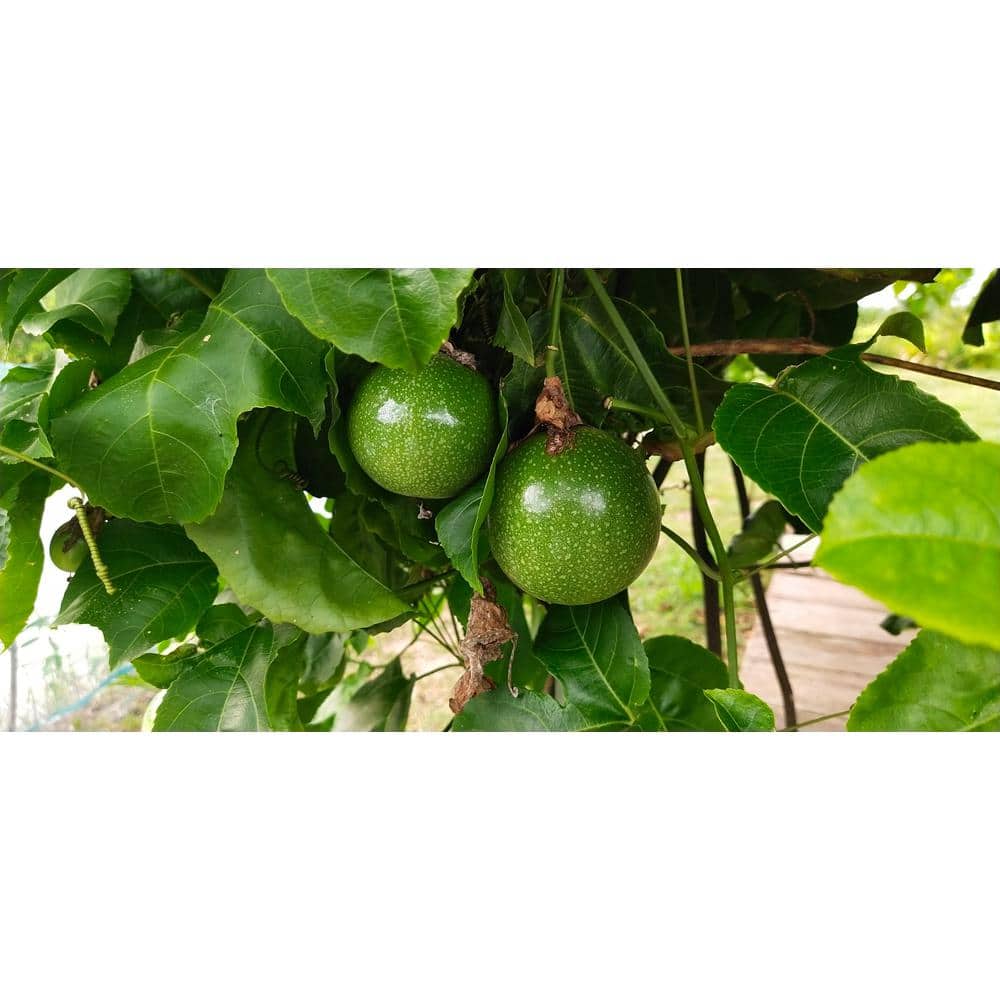 BELL NURSERY 1 Gal. Passion Fruit Live Fruit Bearing Tropical Vine FRUIT1PAS1PK The Home Depot