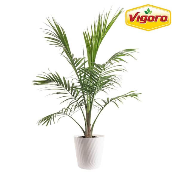Vigoro Majesty Palm Indoor Plant in 10 in. White Decor Pot, Avg. Shipping Height 2-3 ft. Tall
