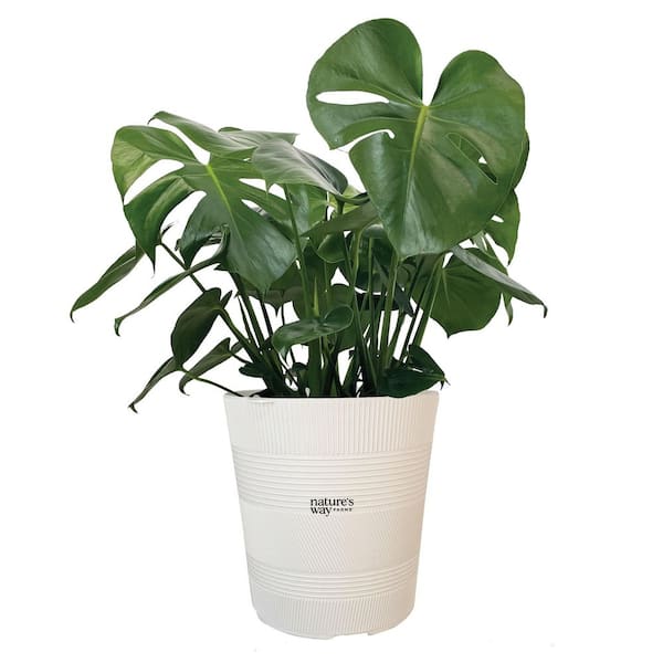 NATURE'S WAY FARMS 2 GAL Philodendron Monstera deliciosa Live Houseplant in  Richmond Pot 3163P - The Home Depot