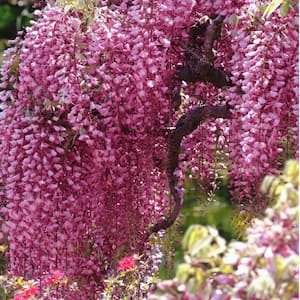2.5 Qt. Pink Wisteria Plant with Pink Blooms