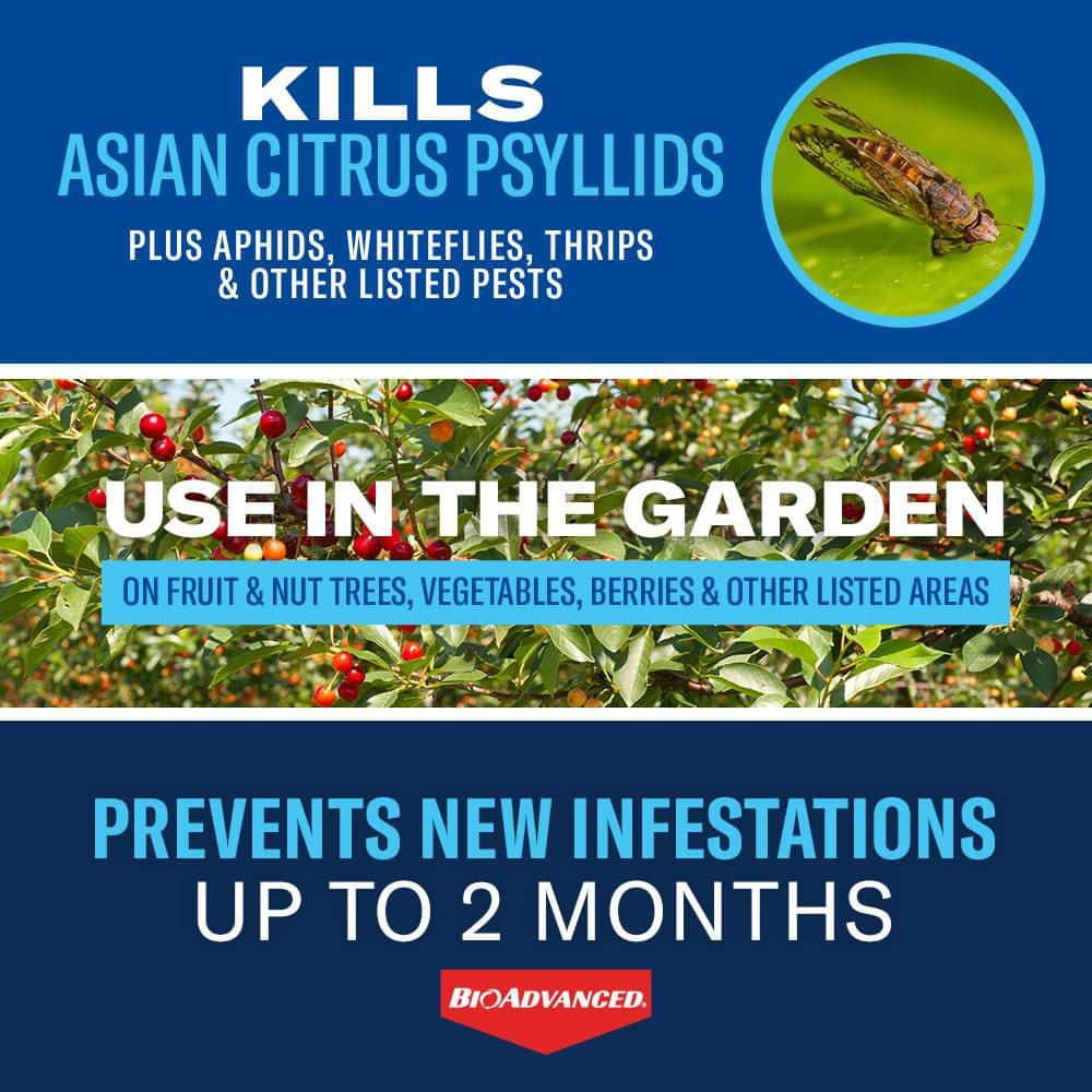 32 oz. Concentrated Outdoor Fruit and Citrus Tree Insect Killer