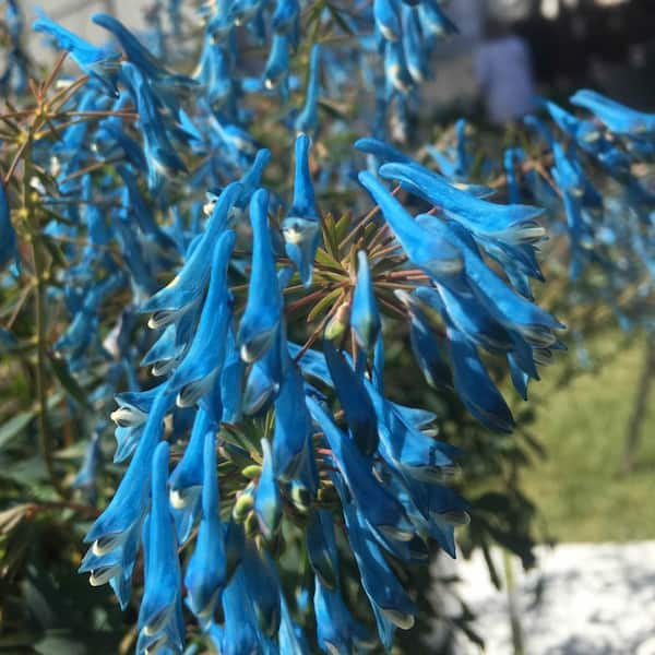Spring Hill Nurseries 3 in. Pot Porcelain Blue Corydalis, Live Potted Perennial Plant with Blue Flowers (1-Pack)