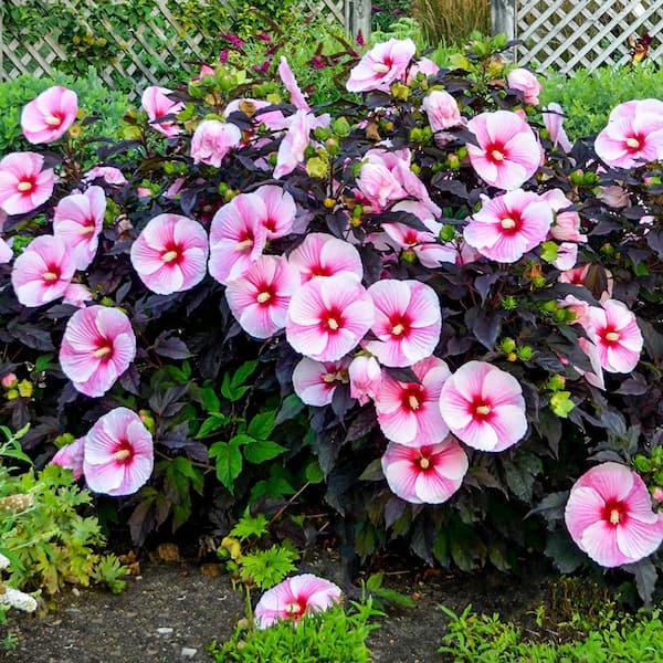 Spring Hill Nurseries Pink Flowers Starry Night Hibiscus Live
