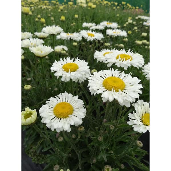 DIRECT GARDENING Sophie White Flowering Sweet Daisy Dormant Bare Root Perennial Starter Plant (1-Pack)