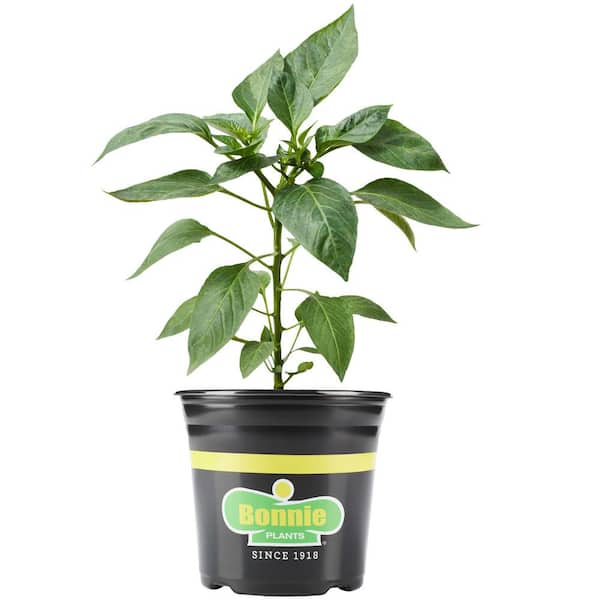 Bonnie Plants 2.32 qt. Carolina Reaper Pepper