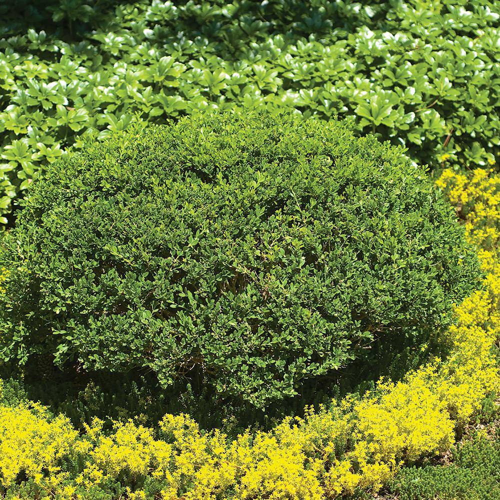 Cottage Gardens 3 Gal. Shrub Boxwood Wintergreen 13BUX3WIN