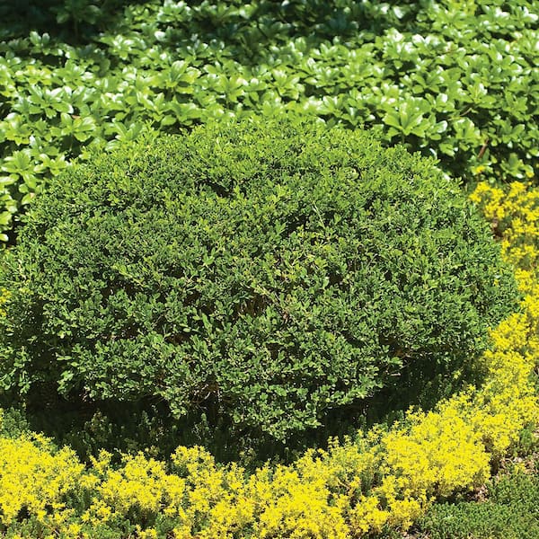 Cottage Gardens 3 Gal. Shrub Boxwood Wintergreen