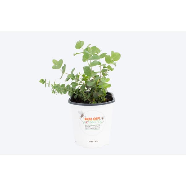 Pure Beauty Farms 6 in. Burpee Buzz-off Eucalyptus Live Plant (2