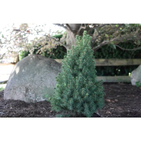 3 Gal. Alberta Spruce Holiday Shrub Plant 1005654651 - The Home Depot
