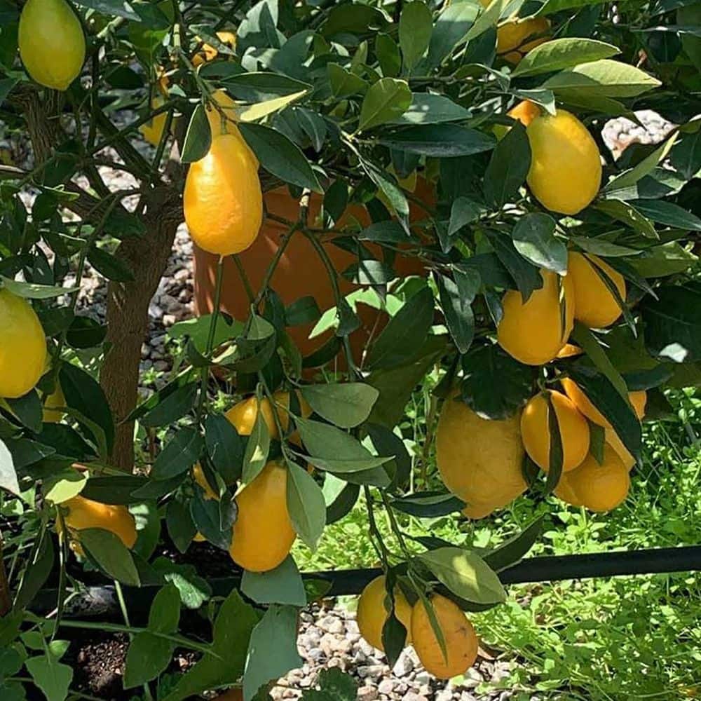 Limequat Tree-Live Plant in a 1-Gallon Pot-Florida Only-Edible Hybrid and Fruit Bearing Citrus price history on PriceWatchPro