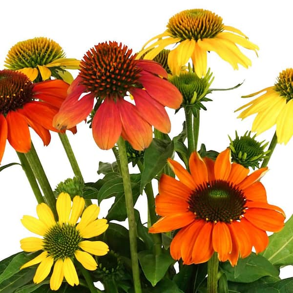 3 Gal. Multicolor Echinacea Coneflower Mix in Decorative Pumpkin Planter Perennial Plant