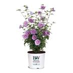 2 Gal. Lavender Chiffon Rose of Sharon (Hibiscus) Plant with Lavender Flowers