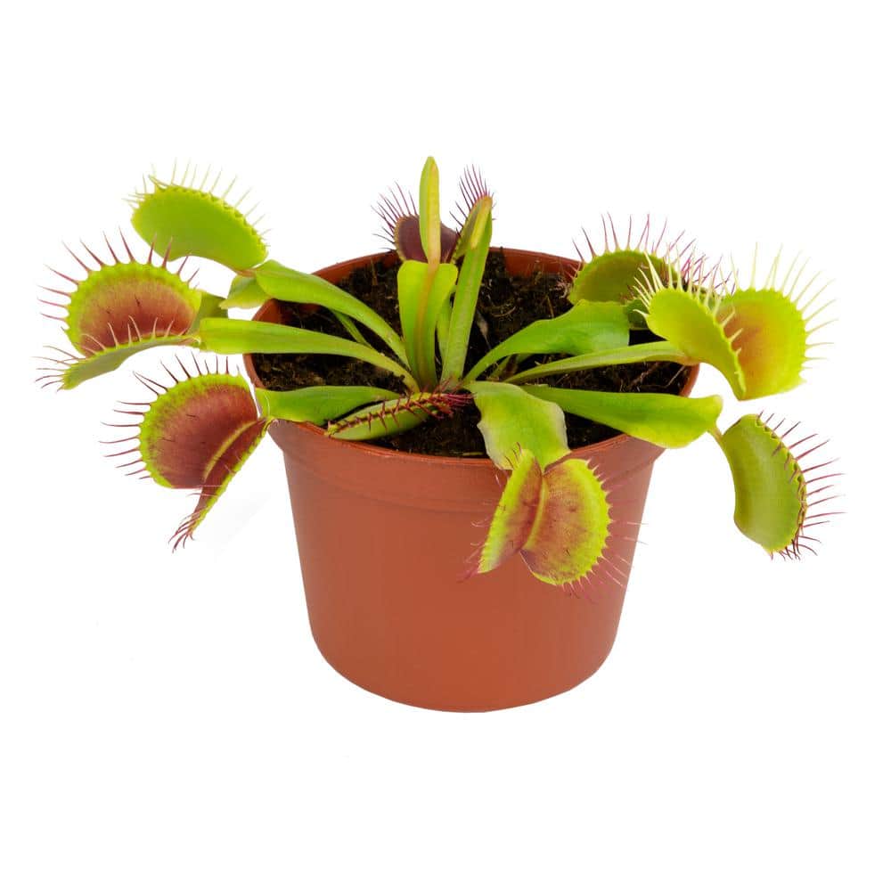 Small Green Venus Fly Trap in Black Grower Pot