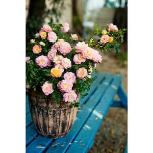 1 Gal. Peach Drift Rose Bush with Pink-Orange Flowers (2-Pack)