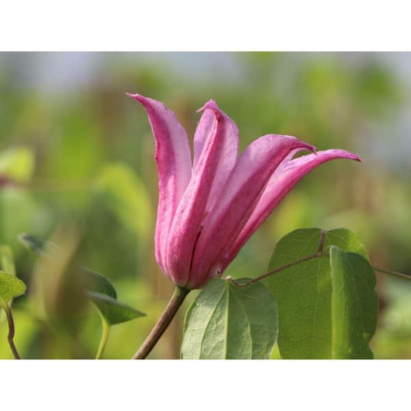 Wekiva Foliage Clematis Duchess of Albany-2 Live Plants in 3.5 in. Growers Pots-Bold and Beautiful Starter Flowering Vine