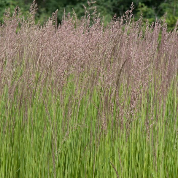 Spring Hill Nurseries 2.50 Qt. Pot, Karl Forester Grass (Calamagrostis), Live Deciduous Perennial Plant (1-Pack)
