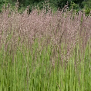 2.25 Gal. Pot, Karl Forester Grass (Calamagrostis), Deciduous Perennial Plant (1-Pack)