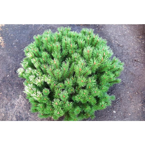 Online Orchards 1 Gal. Dwarf Mountain Pine Mugo Shrub