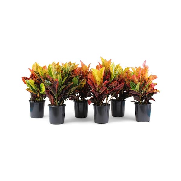 Pure Beauty Farms 2 5 Qt Croton Petra Shrub Plant In 6 33 In Grower S Pot 6 Plants Dc1gcrotonpe6 The Home Depot