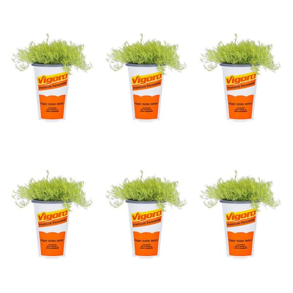 Vigoro 1 Pt. Accent Sagina Irish Moss Green Perennial Plant (6-Pack)
