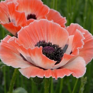 Peach and White Carnival Poppy Roots (3-Pack)