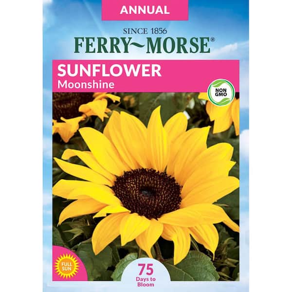 Sunflower Moonshine Flower Seeds
