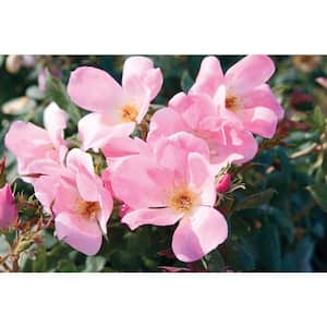 1 Gal. Blushing Knock Out Rose Bush with Soft Pink Flowers