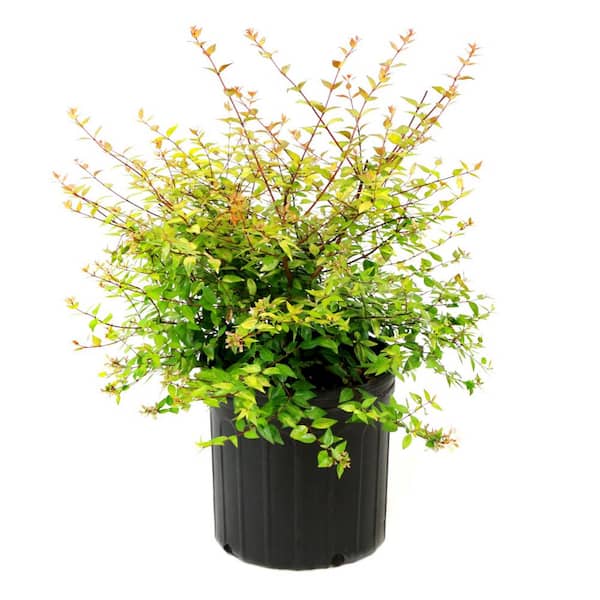 national PLANT NETWORK 2.25 gal. Abelia Peach Perfection Shrub with Pink Flowers