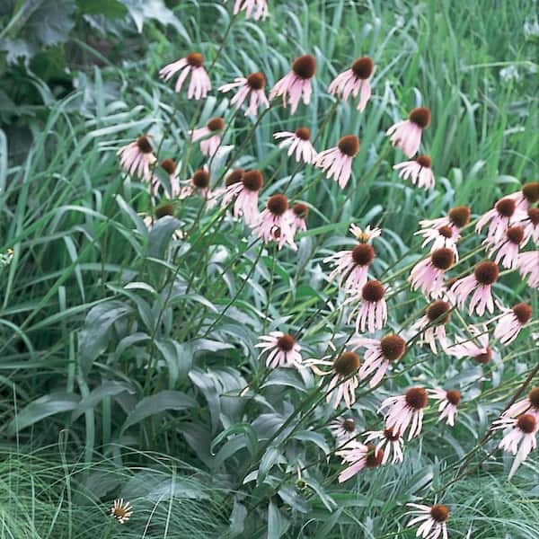 ALTMAN PLANTS 3 Gal. Purple Echinacea Lakota Plant With Pink Blossoms in Grower Pot