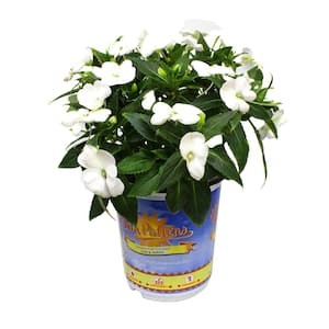 White Impatiens Outdoor Annual Plant with White Flowers in Printed 2.5 qt. Grower Pot
