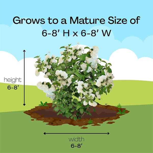 FIRST EDITIONS 2 Gal. Opening Day Doublefile Viburnum Shrub in