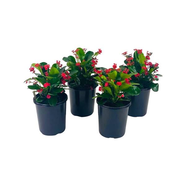 Pure Beauty Farms 2.5 Qt. Crown of Thorns Plant Red Flowers in 6.33 In. Grower's Pot (4-Plants)