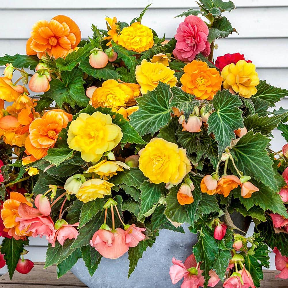 Hanging Basket Begonia Dormant Bulbs Mixture (7-Pack) price history on PriceWatchPro