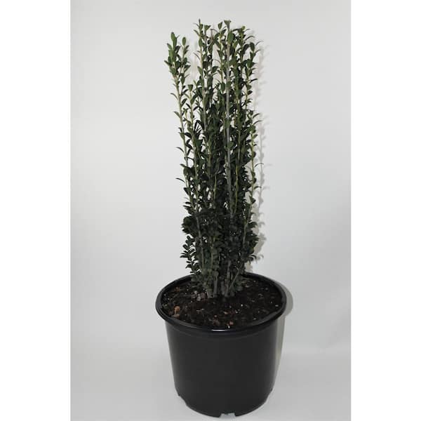 Unbranded 3G Holly Sky Pencil Shrub