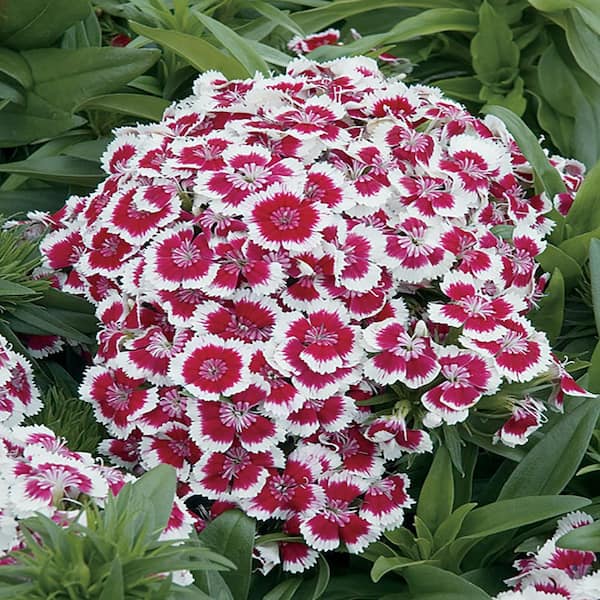 Unbranded #1 Sweet William Barbarini Red Picotee White and Pink Dianthus Plant