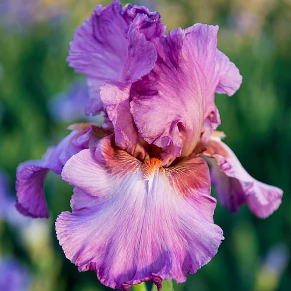 Breck's Jennifer Rebecca Reblooming Iris Rose Pink Colored Flowers Live Bareroot Plant