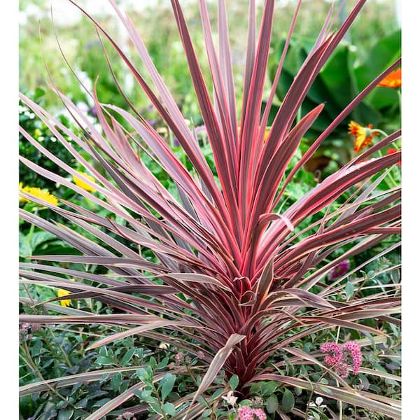SL Cordyline Charleyboy 13 in. Ctlina