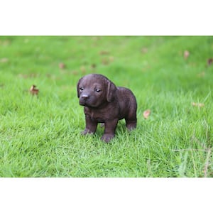 Chocolate Labrador Puppy Standing