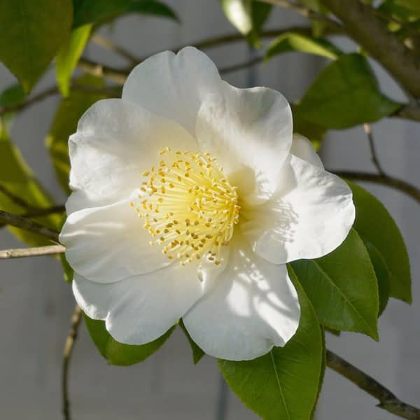 national PLANT NETWORK 1 gal. Camellia Sasanqua Northern Exposure