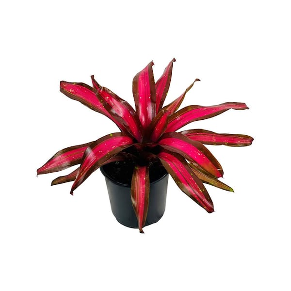 2.5 Qt. Bromeliad Neoregelia Plant Pimiento in 6.33 In. Grower's Pot (2-Plants)