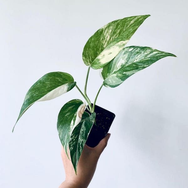 Wekiva Foliage Variegated Albo Pothos-Live Plant in a 4 in. Pot-Epipremnum Pinnatum Variegata-Vining Houseplant-Air Purifying