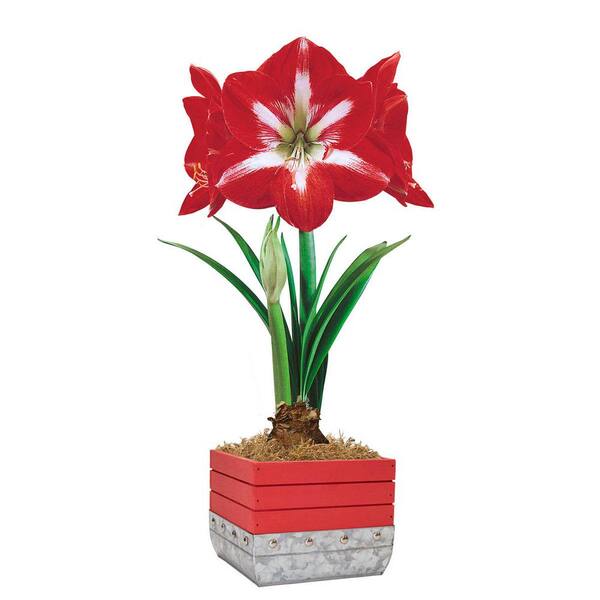 Breck's Twinkle Amaryllis (Hippeastrum) Bulb with 6.25 in. Decorative Holiday Planter (1-Pack)