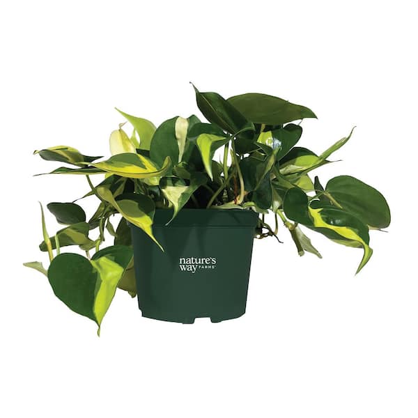 6 in. Philodendron Hederaceum Brasil Plant in Grower Pot