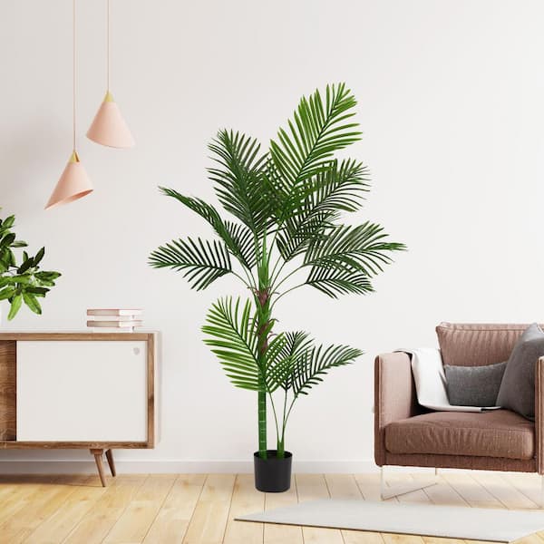 6 ft fiddle leaf fig tree 6ft Fiddle Leaf Fig Tree  iGreenvana