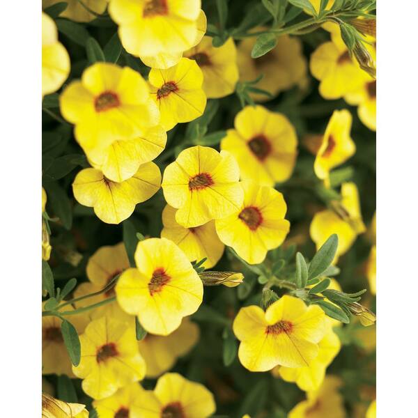 PROVEN WINNERS Superbells Saffron (Calibrachoa) Live Plant, Yellow Flowers, 4.25 in. Grande, 4-pack