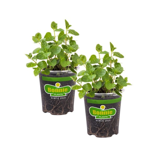 Bonnie Plants 19 oz. Spearmint Herb Plant (2-Pack)